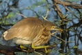 Indian Pond Heron Ardeola grayii Royalty Free Stock Photo