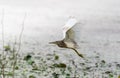 Indian Pond Heron Ardeola grayii Royalty Free Stock Photo