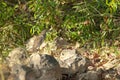 Indian pond heron Ardeola grayii on a rock.