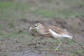 Indian Pond Heron with Fish Royalty Free Stock Photo