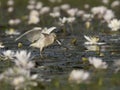 Indian Pond heron Fishing in Pond of Water lilly Royalty Free Stock Photo