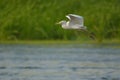 Indian pond heron Royalty Free Stock Photo