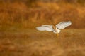 Indian pond heron flying in brown grassland Royalty Free Stock Photo
