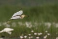 Indian Pond heron Flying Royalty Free Stock Photo