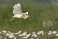 Indian Pond heron Flying Royalty Free Stock Photo