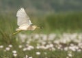 Indian Pond heron Flying Royalty Free Stock Photo