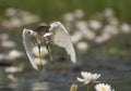 Indian Pond heron flying with fish Royalty Free Stock Photo
