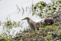 Indian Pond Heron Royalty Free Stock Photo