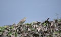 Indian Pond Heron