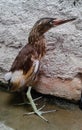 Indian Pond Heron