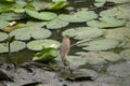 Indian Pond Heron Perching on  the Big Leaf of  Lotus Royalty Free Stock Photo