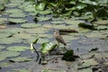 Indian Pond Heron Perching on  the Big Leaf of  Lotus Royalty Free Stock Photo