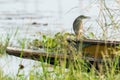 Indian Pond Heron perching on Thai small fishing boat gunwale looking into a distance