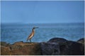 Indian pond heron Royalty Free Stock Photo