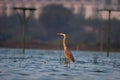 Indian Pond Heron standing on the cool waters at Ameenpur lake in Hyderabad India