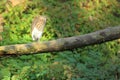 Indian pond heron