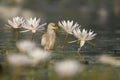 The Indian pond heron Royalty Free Stock Photo