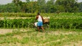 Indian poor farmer standing in agricultural field