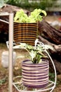 Indian potted flower plants stand on display