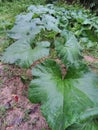 An Indian Pumpkin tree for useing in indian food and recipes.