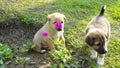 Indian puppy and a pink flower in innocence concept