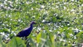 Purple Moorhen