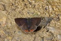 Indian Purple Sapphire butterfly, Heliophorus indicus