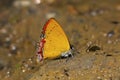 Indian Purple Sapphire butterfly, Heliophorus indicus