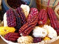 Indian, purple, yellow and sweet corn in basket