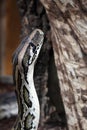 Indian python Royalty Free Stock Photo