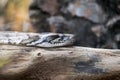 Indian Python Snake on branch. Royalty Free Stock Photo