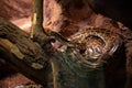 The Indian python, a large and striking snake known for its beautiful patterns, at Wroclaw Zoo, Poland Royalty Free Stock Photo