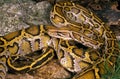 PYTHON MOLURE python molurus Royalty Free Stock Photo