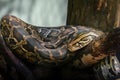 Indian Python Snake Royalty Free Stock Photo