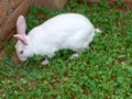 Indian rabbit Royalty Free Stock Photo