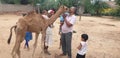 Indian rajasthani camel Ã°Å¸ÂÂ« in village