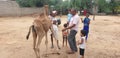 Indian rajasthani camel in village