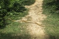 Indian rat snake also known as dhaman is a common species of colubrid snake found in parts of Asia and Indian subcontinent.