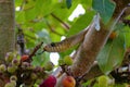 Indian rat snake, dhaman , Ptyas mucosa on fig tree, Pune, Maharashtra. Royalty Free Stock Photo