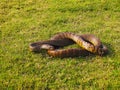 Indian Rat Snake, Ptyas Mucosa. Bhimashankar Wildlife Sanctuary, Maharashtra, India Royalty Free Stock Photo