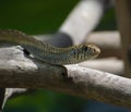 Indian Rat Snake Ptyas mucosa