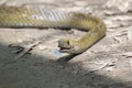 Indian Rat Snake Ptyas mucosa Mouth Open