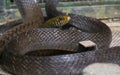 Indian Rat Snake Ptyas mucosa