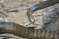 Indian Rat Snake Ptyas mucosa Tongue Out