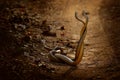 Indian rat snake, Ptyas mucosa. Two non-poisonous Indian snakes entwined in love dance on dusty road of Ranthambore national park, Royalty Free Stock Photo