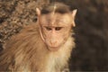 Indian Red alert Monkey Royalty Free Stock Photo