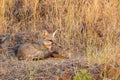 Indian red fox resting in a grass field Royalty Free Stock Photo