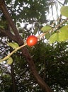 Indian red weird fruit Royalty Free Stock Photo