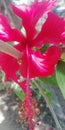 Indian red Hibiscus flower having 5 patel