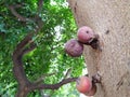 Indian Red and Purple Color Cluster Fig or Athi Fruit in a tree Royalty Free Stock Photo